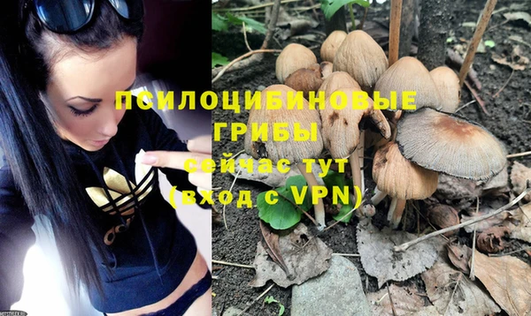 стаф Осинники